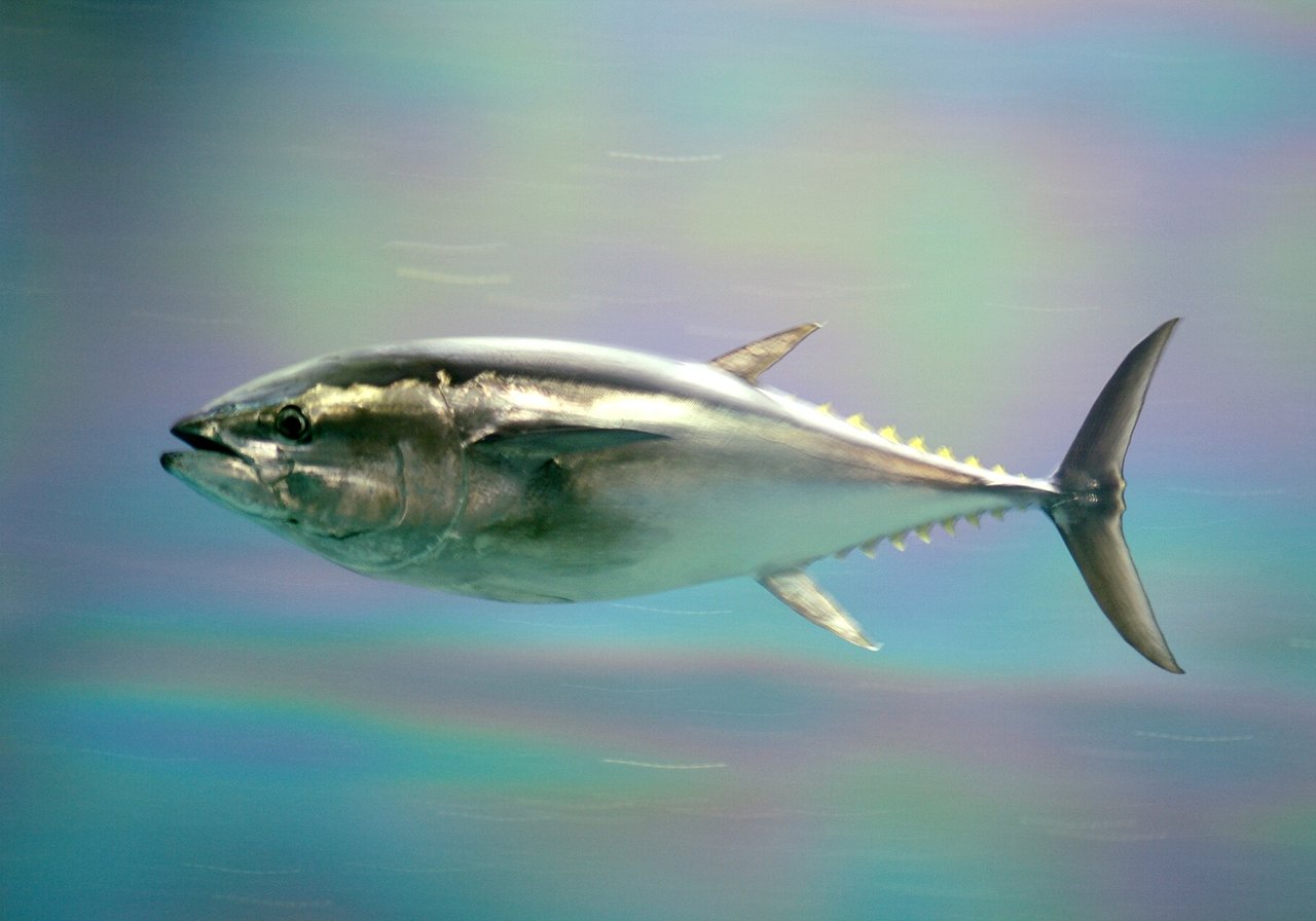 An Atlantic bluefin tuna with metallic blue-black upper body and silver flanks powering through open ocean, fins folded for speed.