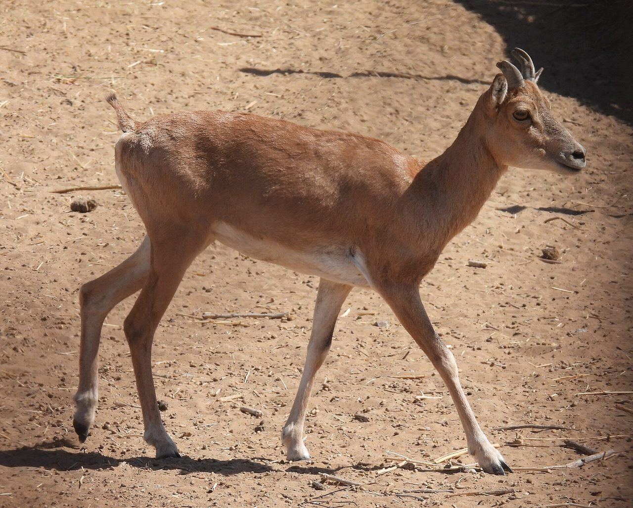 Female Bukharan urial (Ovis vignei bocharensis) walking on open sandy ground in a dry scrubland habitat