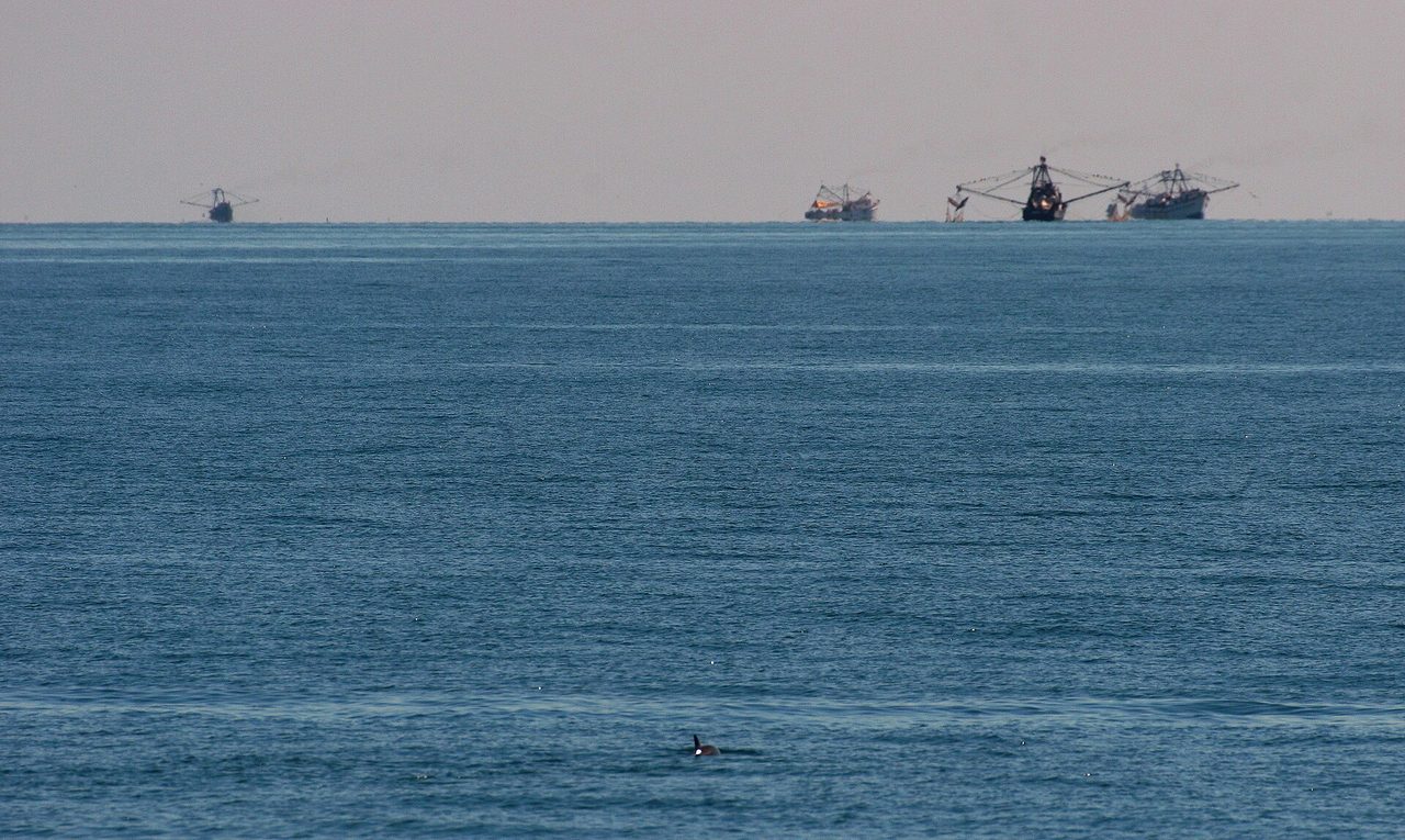 A vaquita (Phocoena sinus) surfacing in the Gulf of California, Mexico — the world's rarest marine mammal — with shrimp trawlers visible on the horizon.
