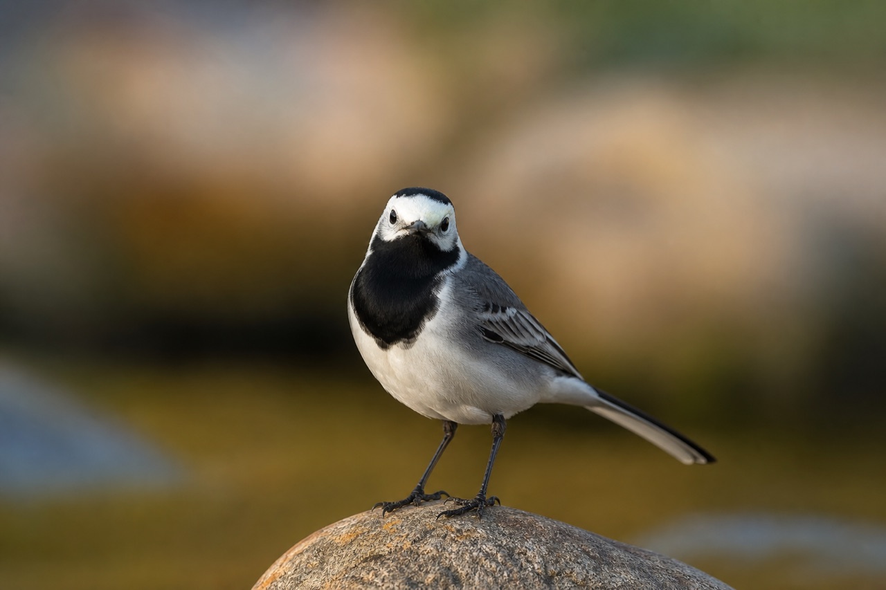 Pied wagtail with black and white plumage bobbing its long tail on a suburban lawn beside a garden pond