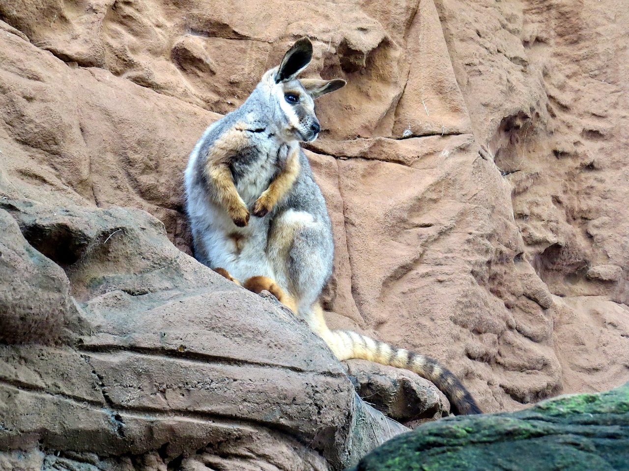 A yellow-footed rock wallaby stands upright on sandstone rocks, displaying its distinctive grey-and-orange fur with a banded tail.