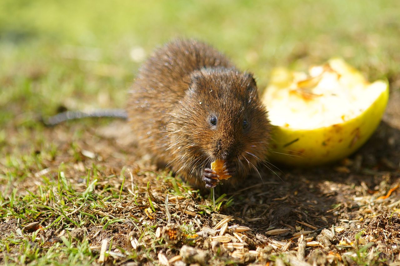 A European water vole (Arvicola amphibius) with dense chestnut-brown fur nibbling a slice of apple on a grassy riverbank.