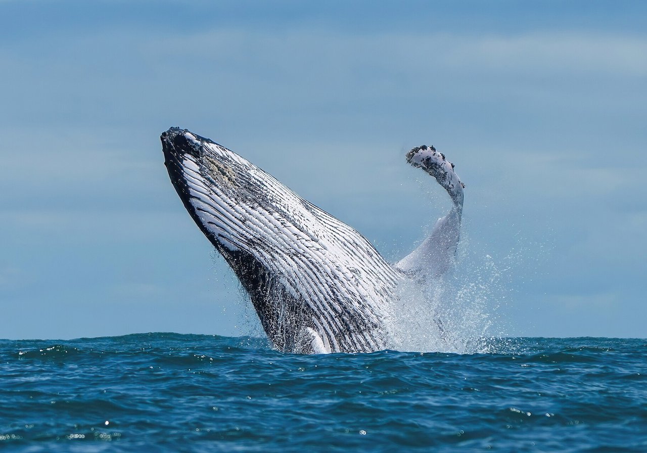A humpback whale breaching from the ocean, its massive body arching above white spray against a deep blue sea.