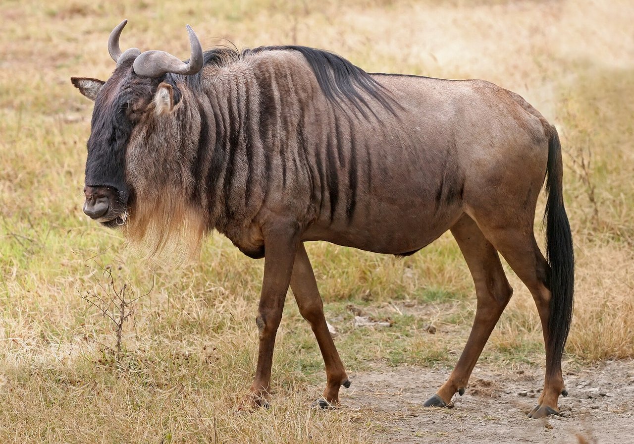 A herd of blue wildebeest with shaggy manes and curved horns crossing open savanna grassland beneath a wide African sky.