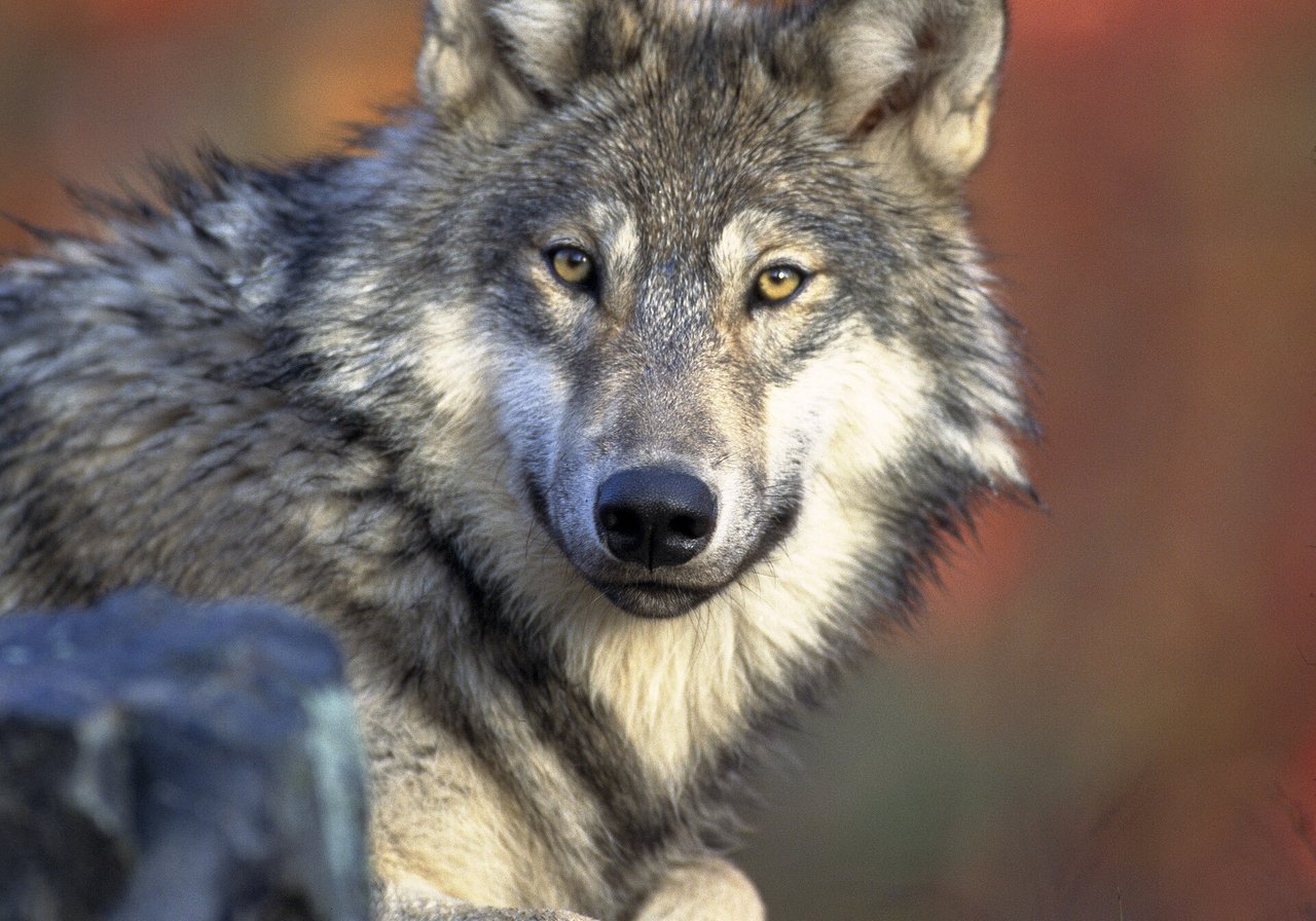 A grey wolf standing alert on a snowy ridge, thick fur ruffed around its face and amber eyes fixed on the horizon.