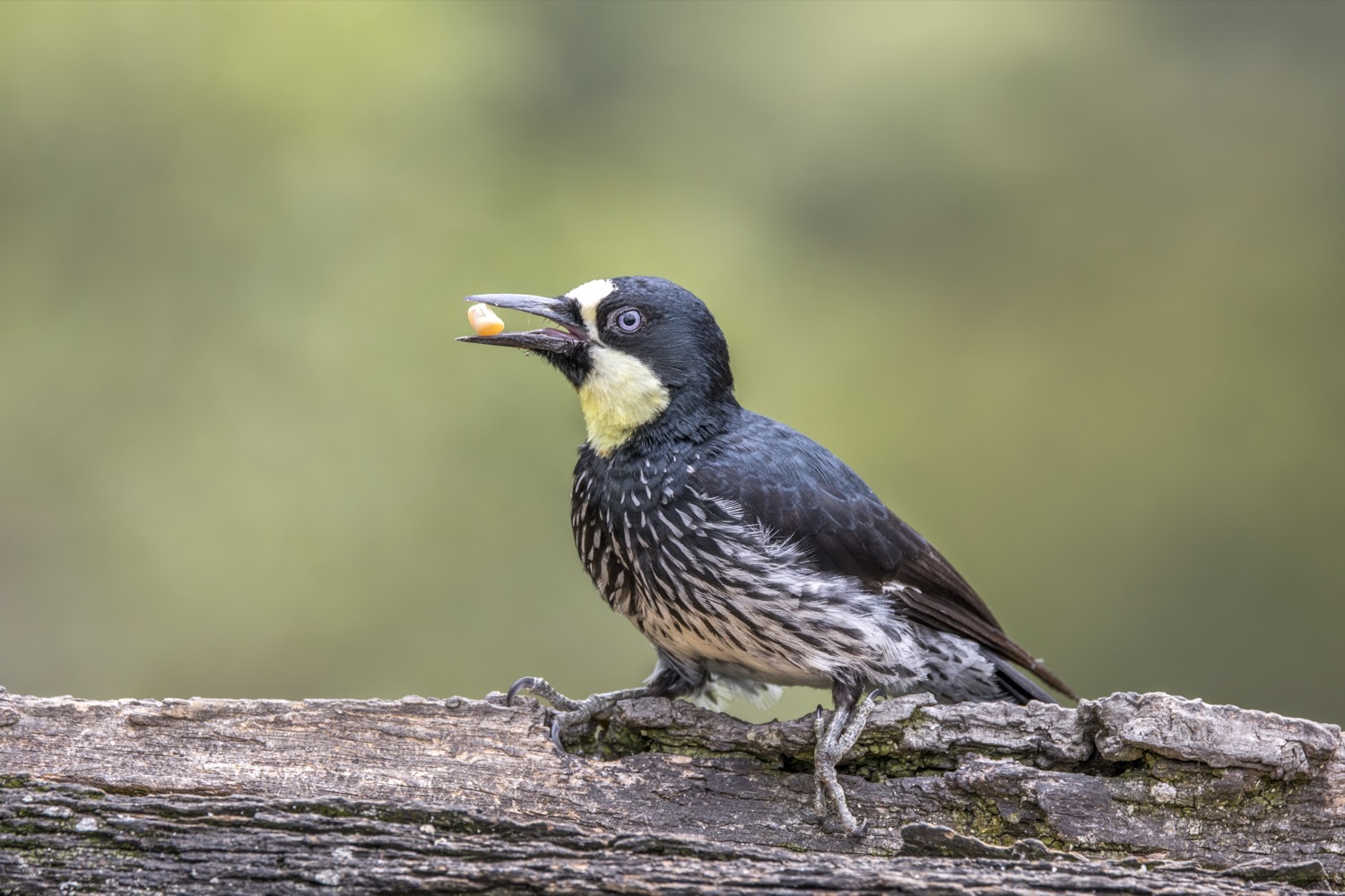 A great spotted woodpecker clinging vertically to a tree trunk, its black-and-white plumage and red rump visible, with its stiff tail braced against the bark and bill poised to strike.