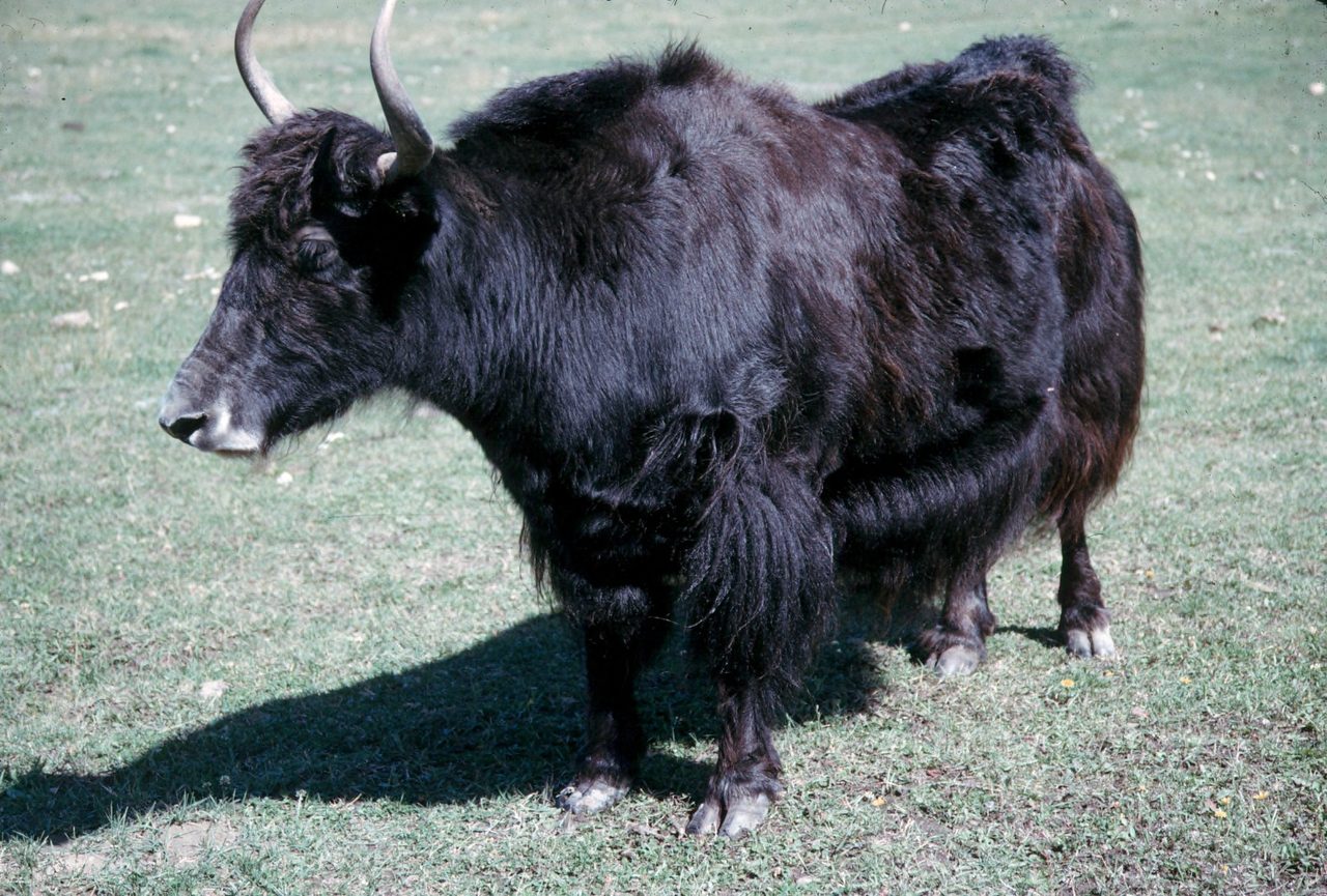 A black domestic yak (Bos grunniens) stands in profile on short green grass, showing its characteristic long shaggy coat, curved horns, and stocky build — no decorations or enclosures present.